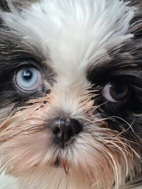 Puppy not for sale, check my closet, send offer